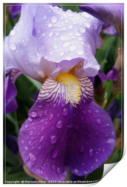 Raindrops on Iris Print by Marinela Feier
