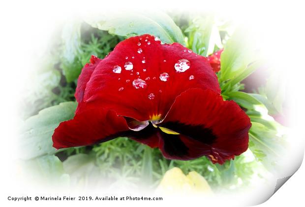 Bright red pansy Print by Marinela Feier