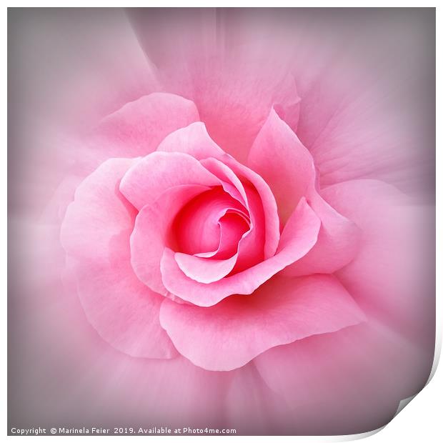 Pink rose petals Print by Marinela Feier