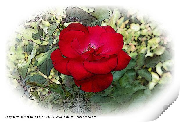A lonely rose Print by Marinela Feier