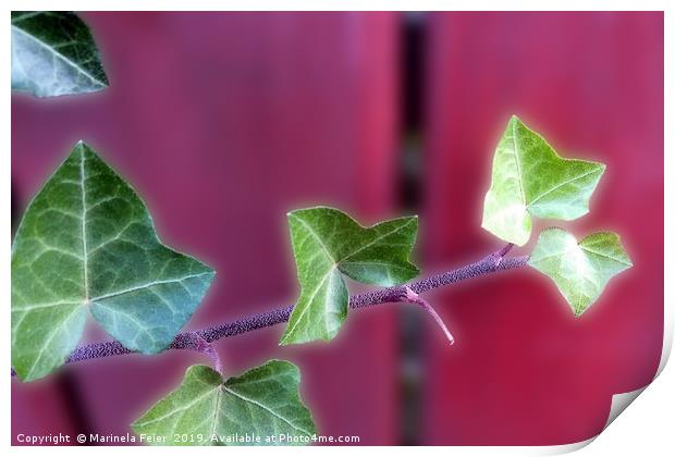 Ivy leaves Print by Marinela Feier