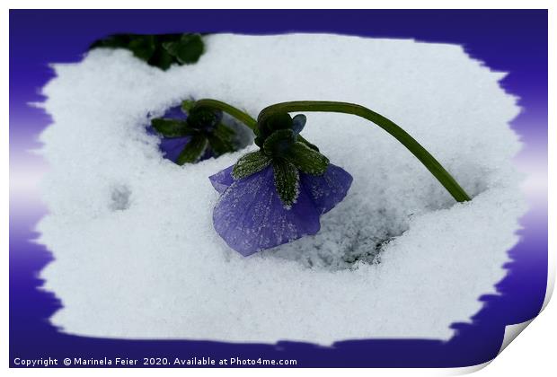 Purple pansy on the snow Print by Marinela Feier