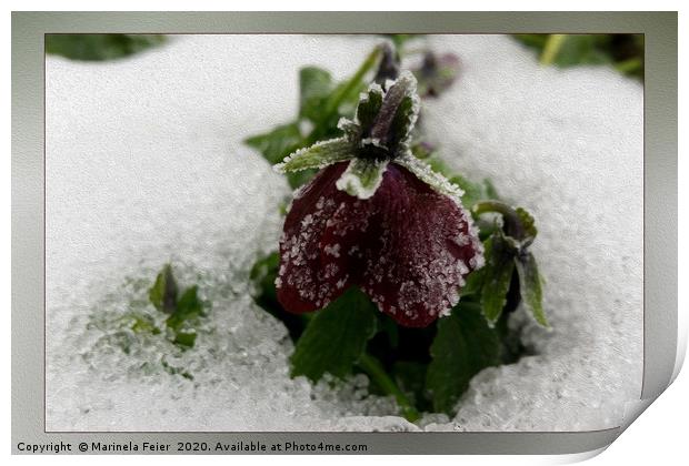 Burgundy pansy Print by Marinela Feier