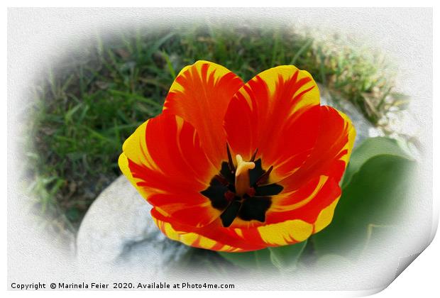 Red yellow tulip Print by Marinela Feier