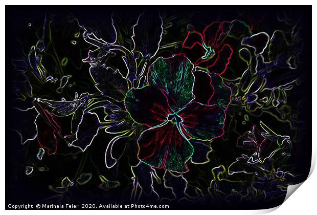 Glowing pansy contours Print by Marinela Feier