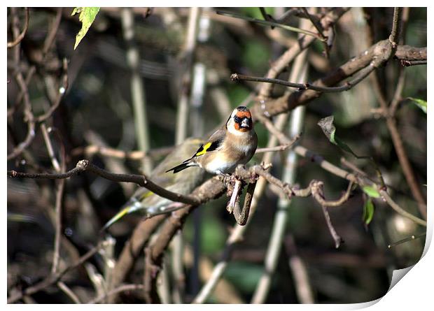 Goldfinch in the branches Print by leonard alexander