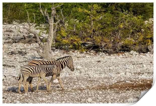 Mother Zebra and Foal, No. 1 Print by Belinda Greb