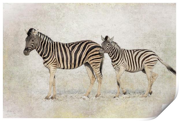Mother Zebra and Foal, No. 2 Print by Belinda Greb