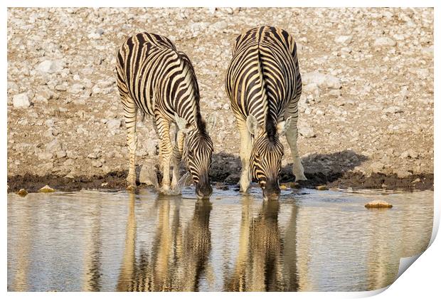 Two Plains Zebras at the Waterhole Print by Belinda Greb