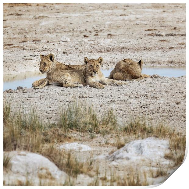 Three Lion Cubs by Sueda Waterhole Print by Belinda Greb