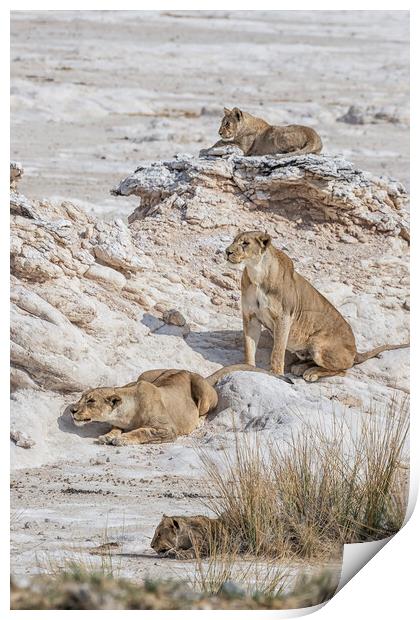 Lions Watching Prey, No. 5 Print by Belinda Greb