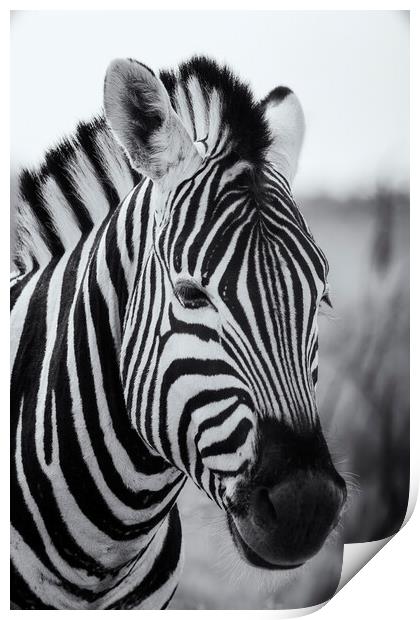 Portrait of a Plains Zebra bw Print by Belinda Greb