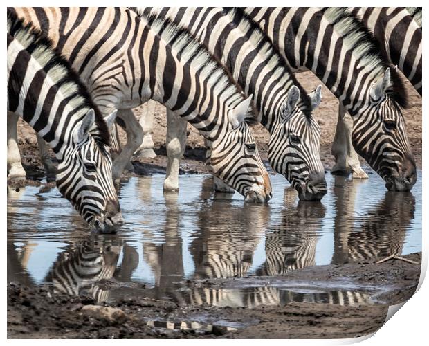Zebras at Chudob Waterhole Print by Belinda Greb