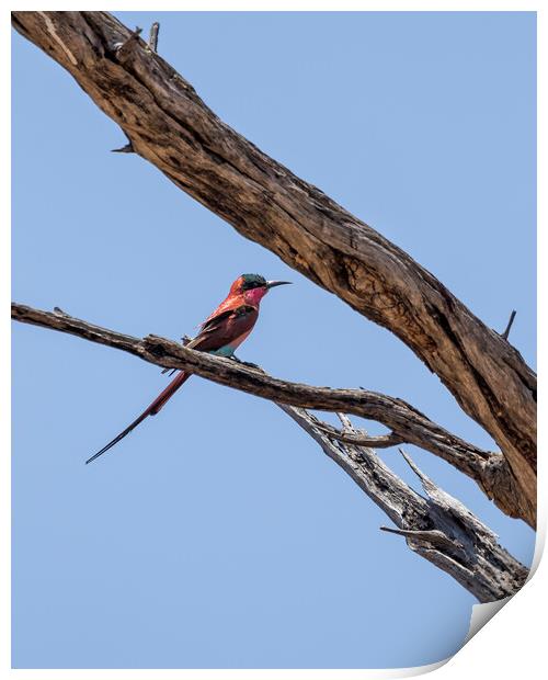 Southern Carmine Bee-eater at Mahango Game Reserve Print by Belinda Greb