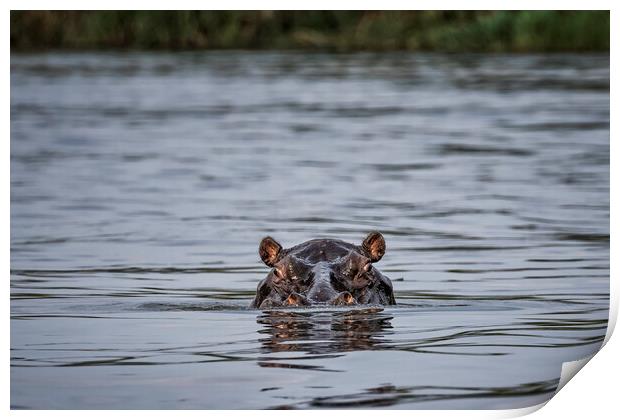 Hippopotamus in the Okavango River, No. 1 Print by Belinda Greb