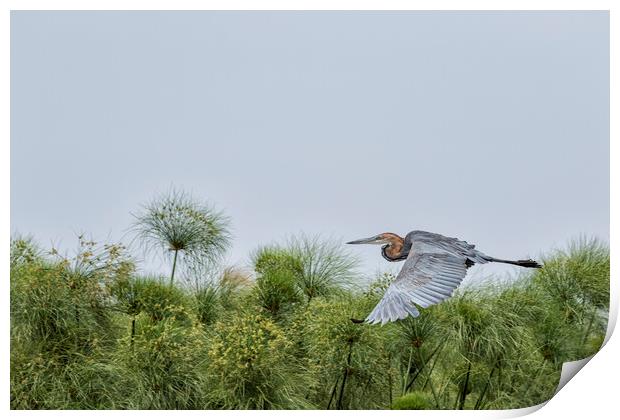 Flying Giant Heron Print by Belinda Greb