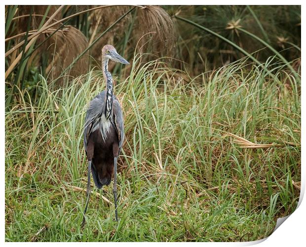 A bird standing on a dry grass field Print by Belinda Greb