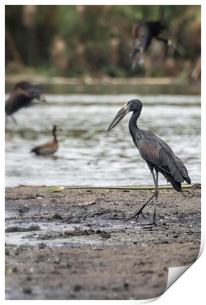 African Openbill, No. 3 Print by Belinda Greb