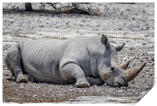 Mancuso, a White Rhino, Decides to Takes a Nap Print by Belinda Greb