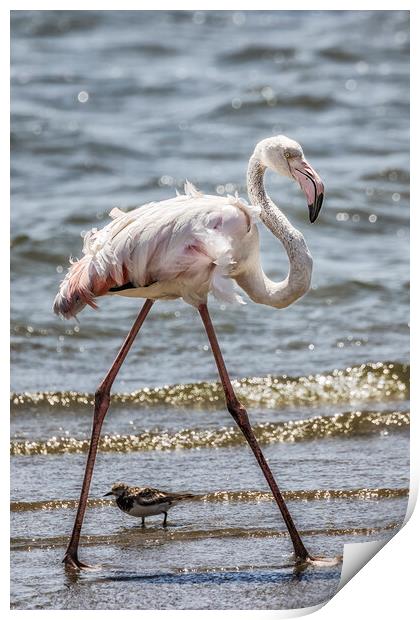 Greater Flamingo Along Walvis Bay Waterfront, No. 1 Print by Belinda Greb
