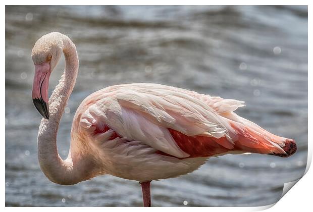 Greater Flamingo Along Walvis Bay Waterfront, No. 2 Print by Belinda Greb
