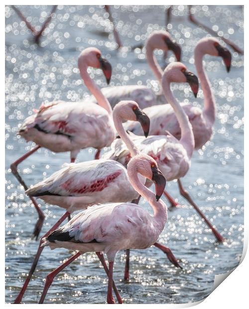 Stepping Out, Lesser Flamingos Print by Belinda Greb