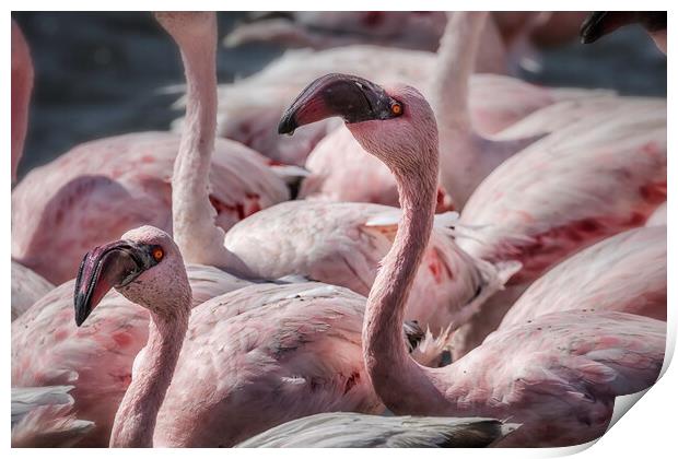 Two in a Crowd, Lesser Flamingos Print by Belinda Greb