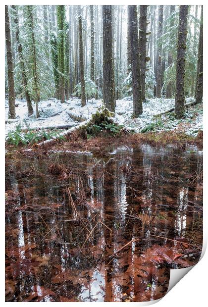 Winter Woods Reflection in a Pool of Leaves, Vertical Print by Belinda Greb