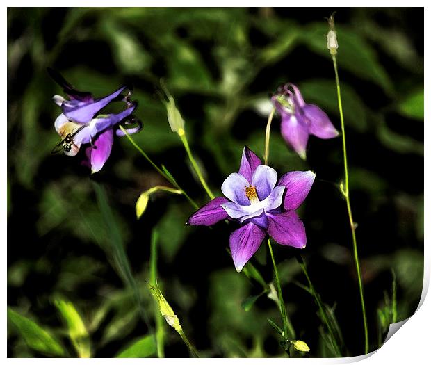 Flower and Fly Print by Belinda Greb