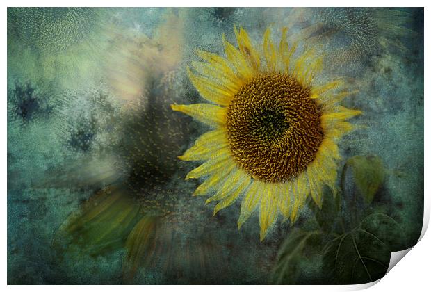  Sunflower Sea Print by Belinda Greb