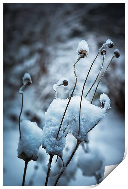 Snow Forms  Print by Belinda Greb