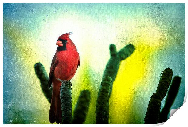  Red Cardinal No. 1 - Kauai - Hawaii Print by Belinda Greb