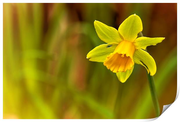  Daffodil Print by Belinda Greb