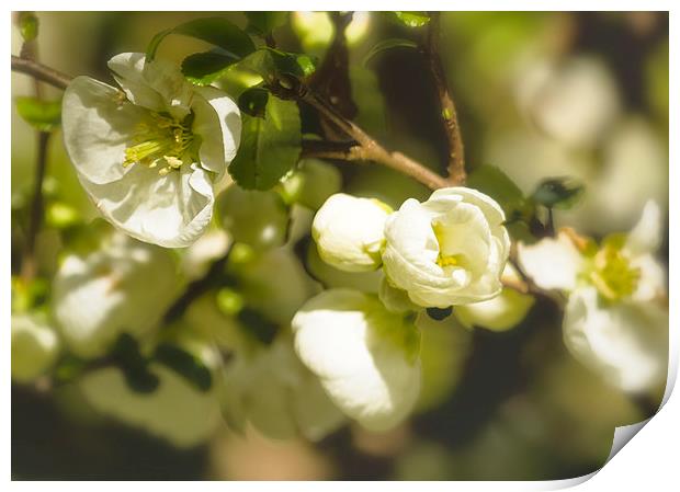 White Quince  Print by Belinda Greb