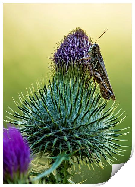  Grasshopper on a Thistle cropped Print by Belinda Greb