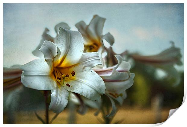 The Calling Print by Belinda Greb