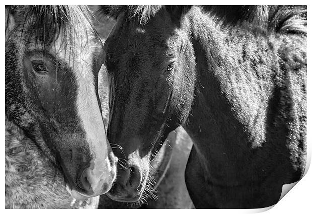  Bachelor Stallions  BW - Pryor Mustangs Print by Belinda Greb