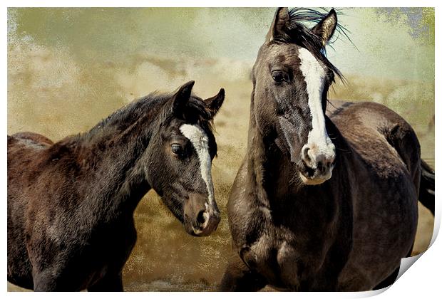  Feldspar and Ohanzee - Pryor Mustangs Print by Belinda Greb