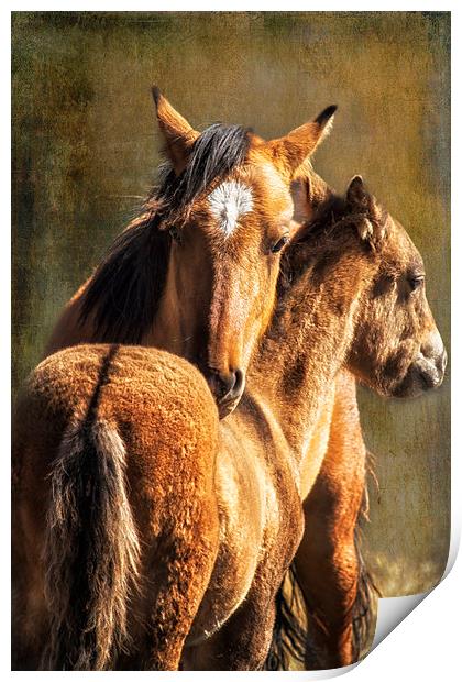 Brotherly Love - Pryor Mustangs  Print by Belinda Greb