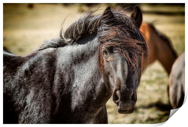  Wild Beauty - Pryor Mustangs Print by Belinda Greb