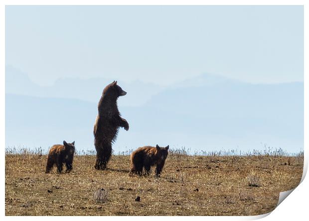  Standing Cinnamon Black Bear with Two Cubs at Pry Print by Belinda Greb