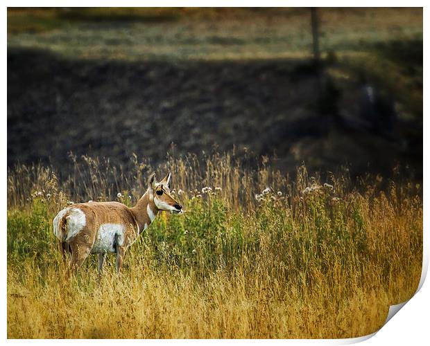  Pronghorn Antelope No. 1 - Yellowstone Print by Belinda Greb