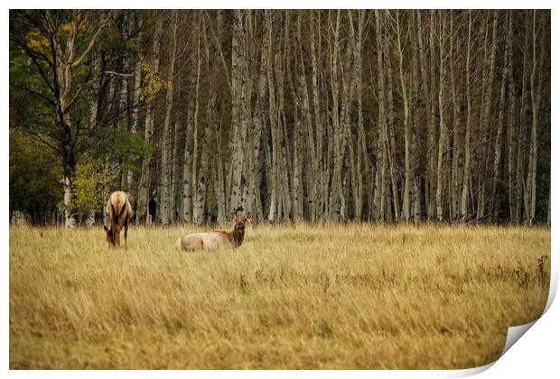 Cow Elk Resting Print by Belinda Greb