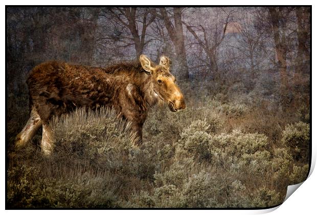 The Calm of a Moose Print by Belinda Greb