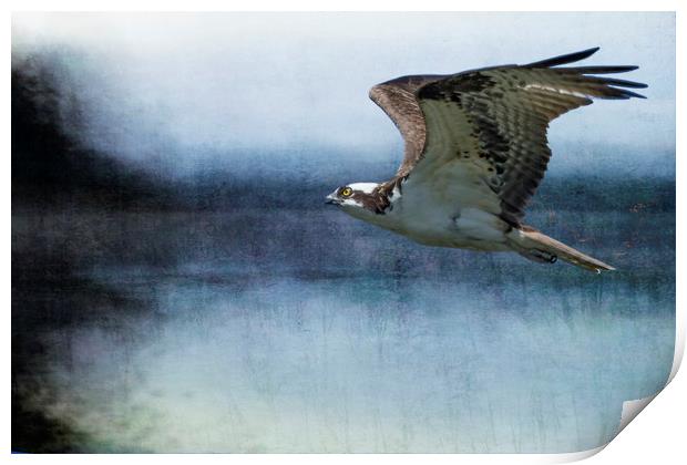 The Flight of the Osprey No. 1 Print by Belinda Greb