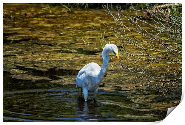 Great Egret Foraging in a Stream Print by Belinda Greb