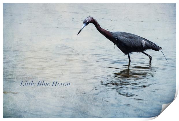 Little Blue Heron Print by Belinda Greb