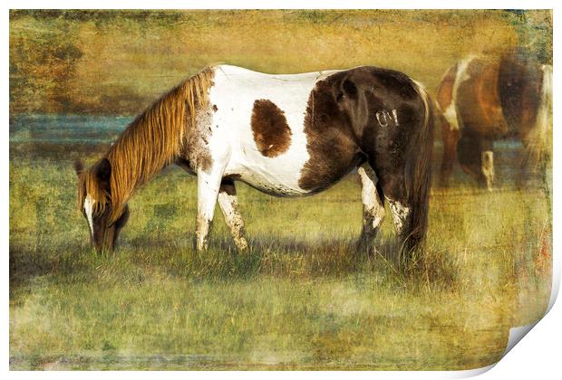 Pony with Copper Mane - Chincoteague Pony Print by Belinda Greb
