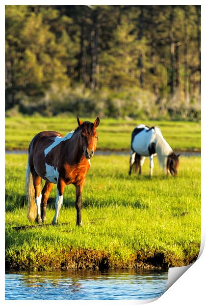 Belinda Greb Print by Belinda Greb