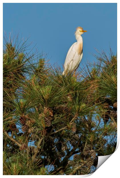 Cattle Egret Perched on Tree Print by Belinda Greb